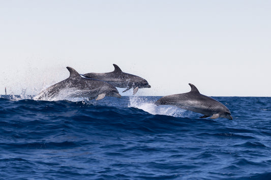 'Dolphin Dream' Paper Print