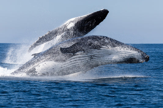 'Double Breach' Stretched Canvas Print