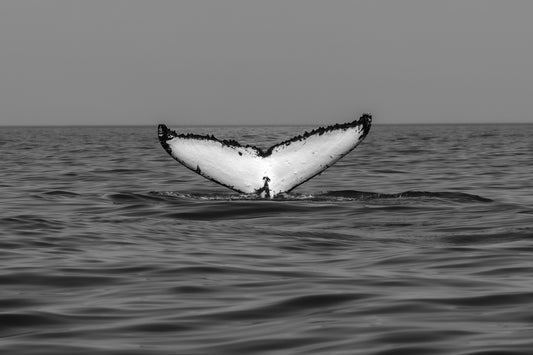 'Fluke B&W' Stretched Canvas Print