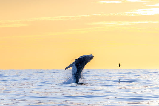 'Gratitude' Paper Print