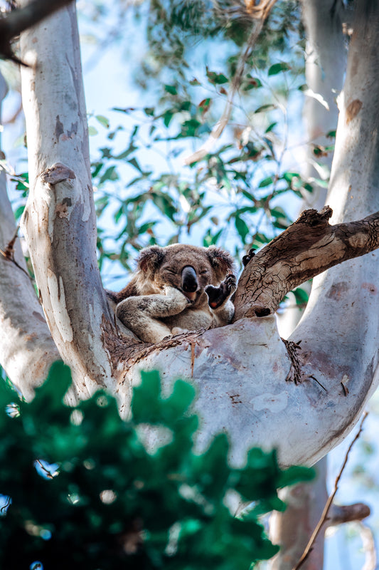 'Koala Fed Up' Paper Print