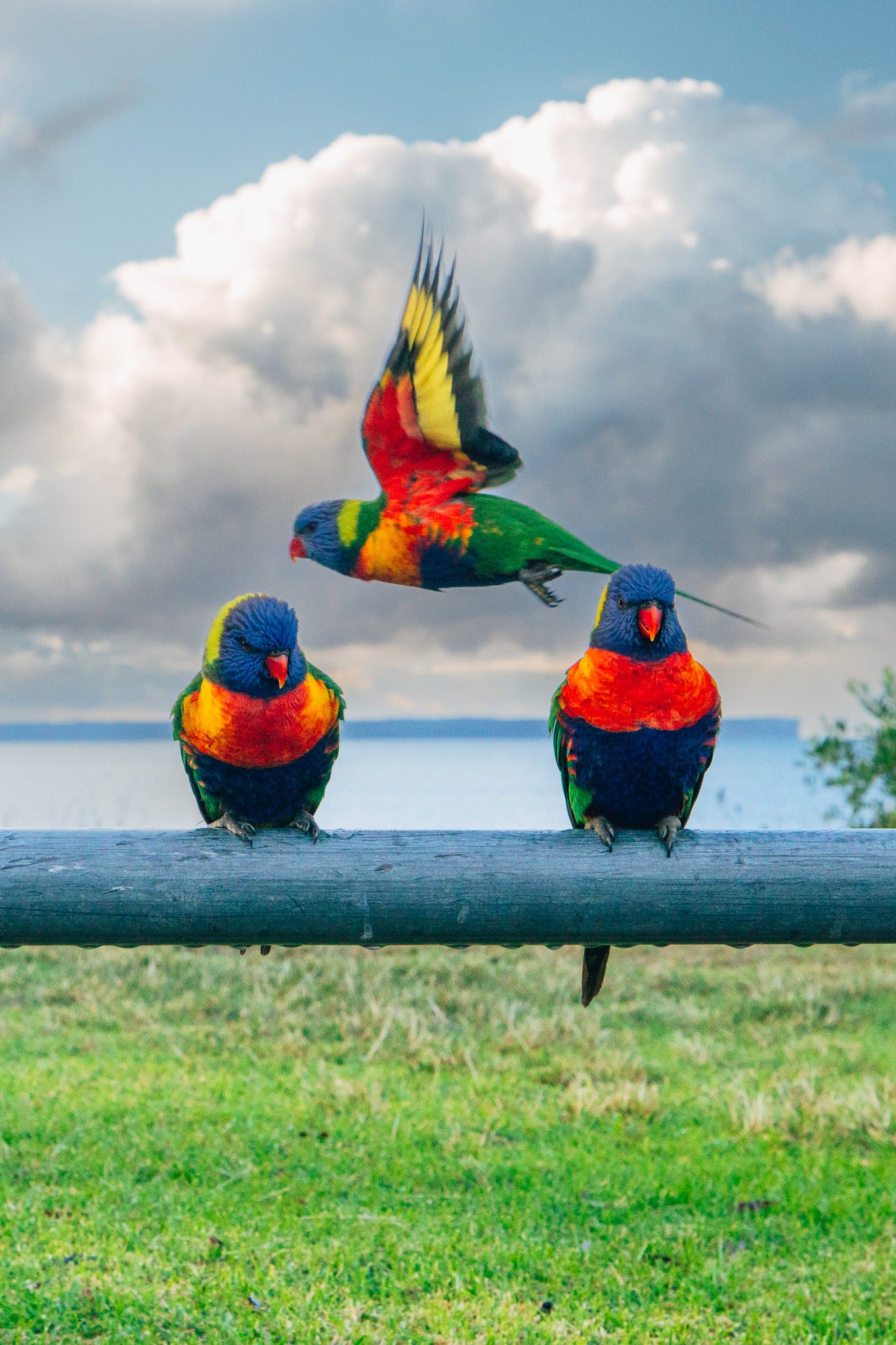 'Three's A Crowd' Stretched Canvas Print