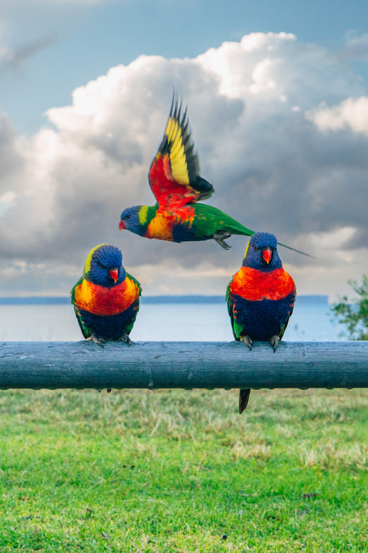 'Three's A Crowd' Stretched Canvas Print