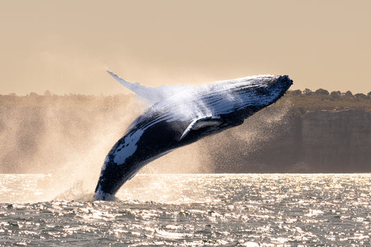 'Voyage' Paper Print