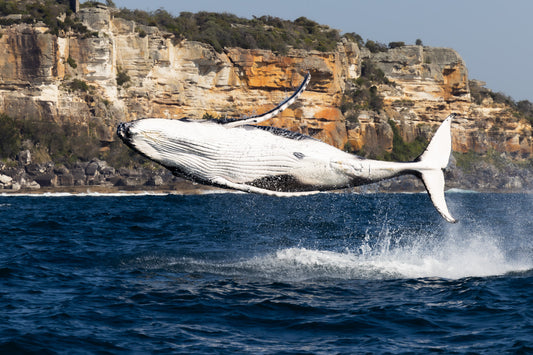 'Whale Full Send' Paper Print