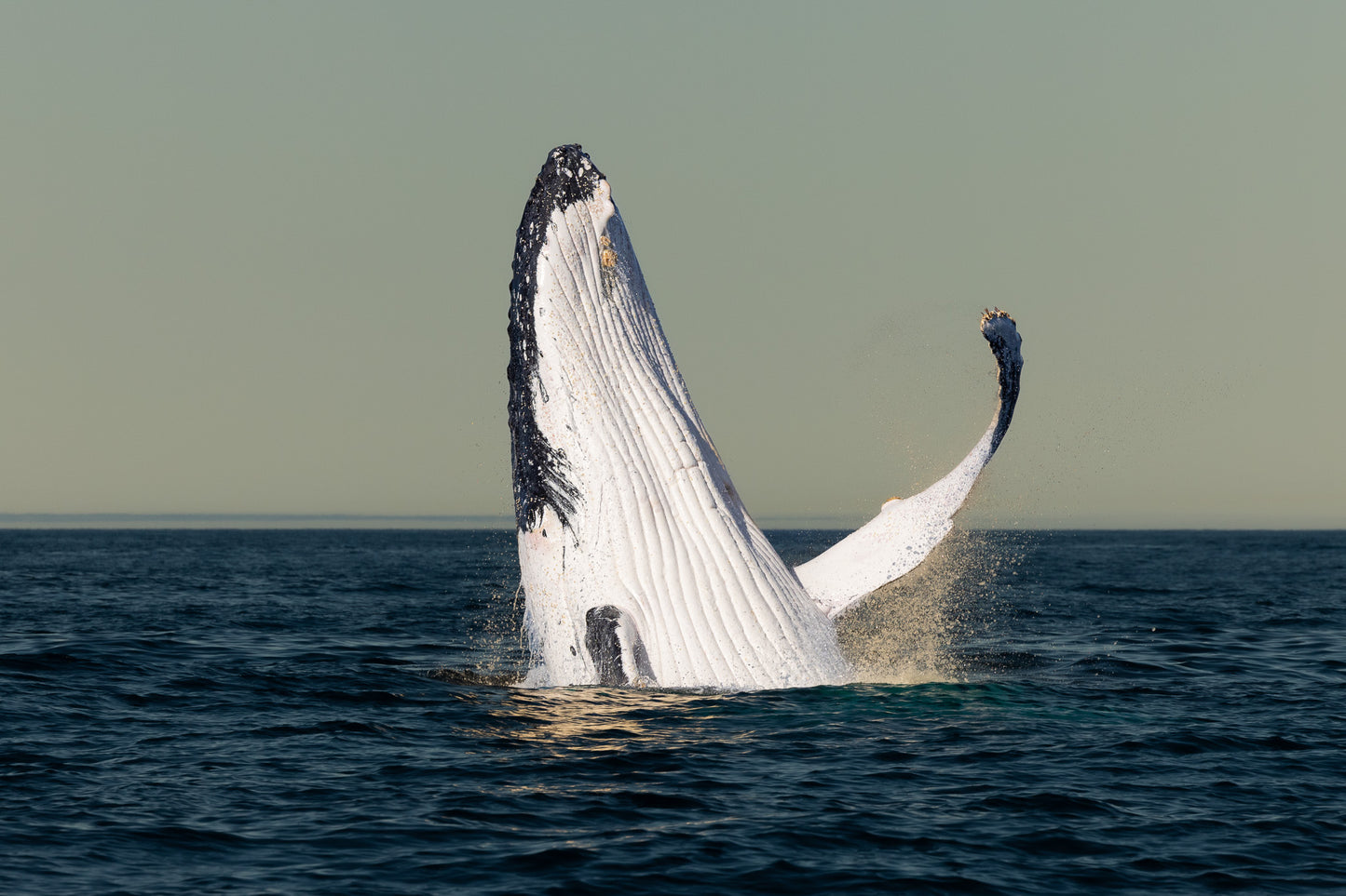 'Whale Hello' Paper Print